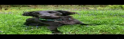Flat coated Retriever dogs for sale: Flat coated X golden retrievers - Advert 1