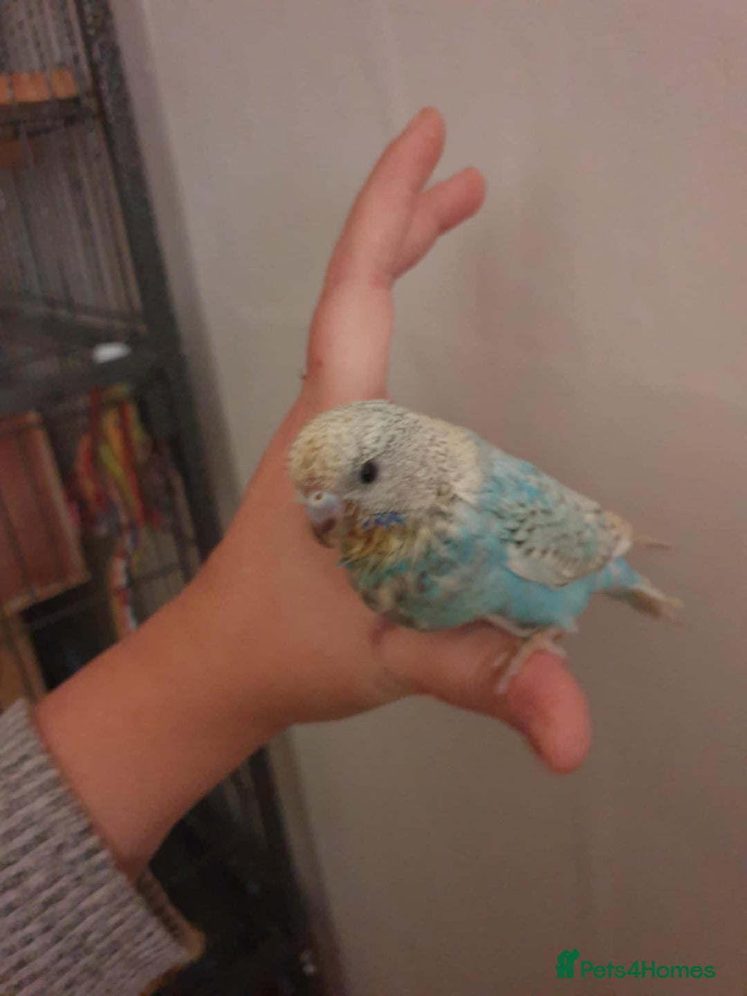 Budgerigars birds for sale: Beautiful hand reared baby budgies  - Advert 6