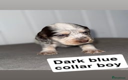 Sprocker dogs for sale: Sprocker puppies - Image 17