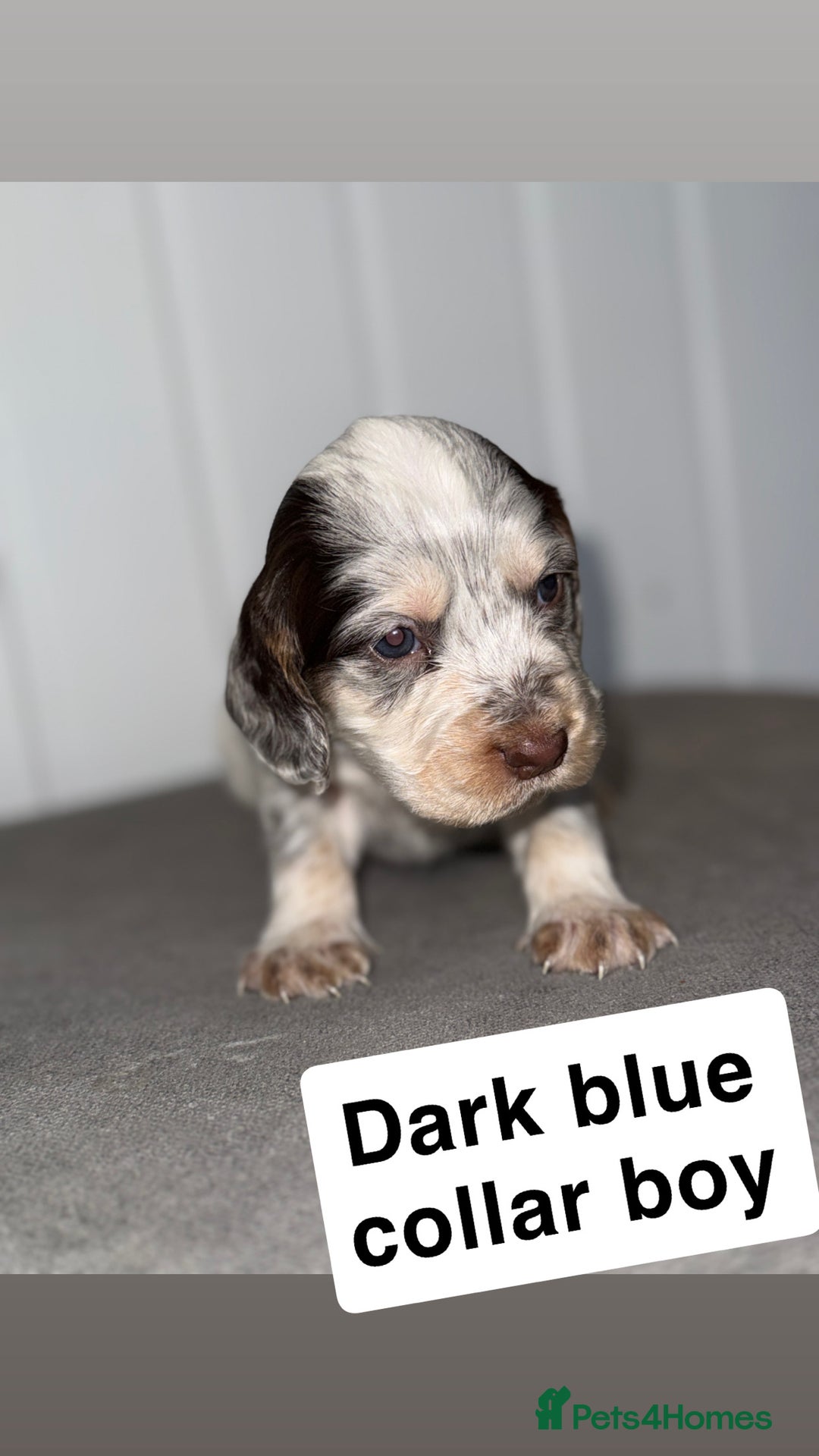 Sprocker dogs for sale: Sprocker puppies - Image 17