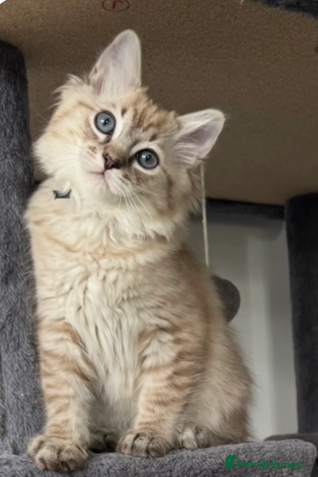 Ragdoll cats for sale: Exceptional Seal Tabby Mink Cherubim Boys - Advert 1