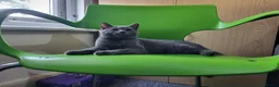 British Shorthair cats for sale: British short hair kitten  in Ilford - Advert 7