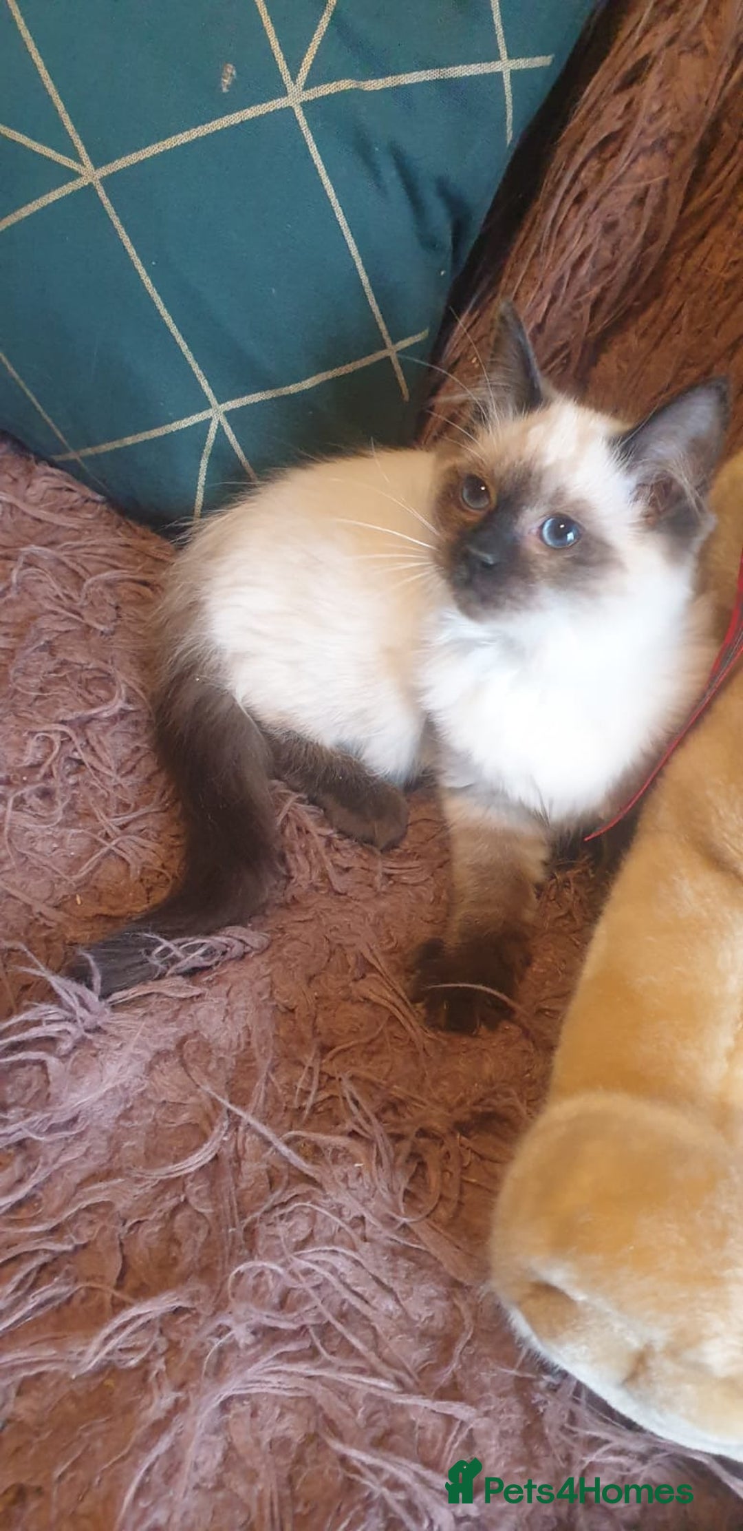 Ragdoll cats for sale: Beautiful GCCF Seal Point Kitten Available. - Advert 3