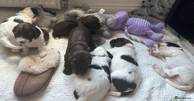 Sprocker dogs - Advert 16