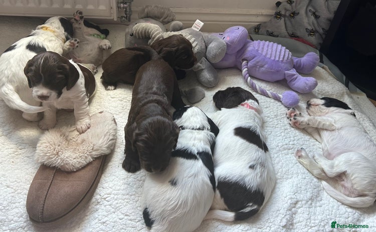 Sprocker dogs - Advert 7