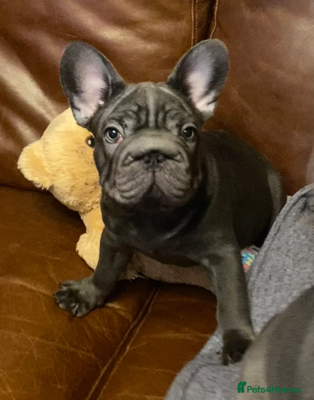 French Bulldog dogs for sale: KC registered French Bulldog Girl  & 1 Boys 🐶❤️ - Advert 22