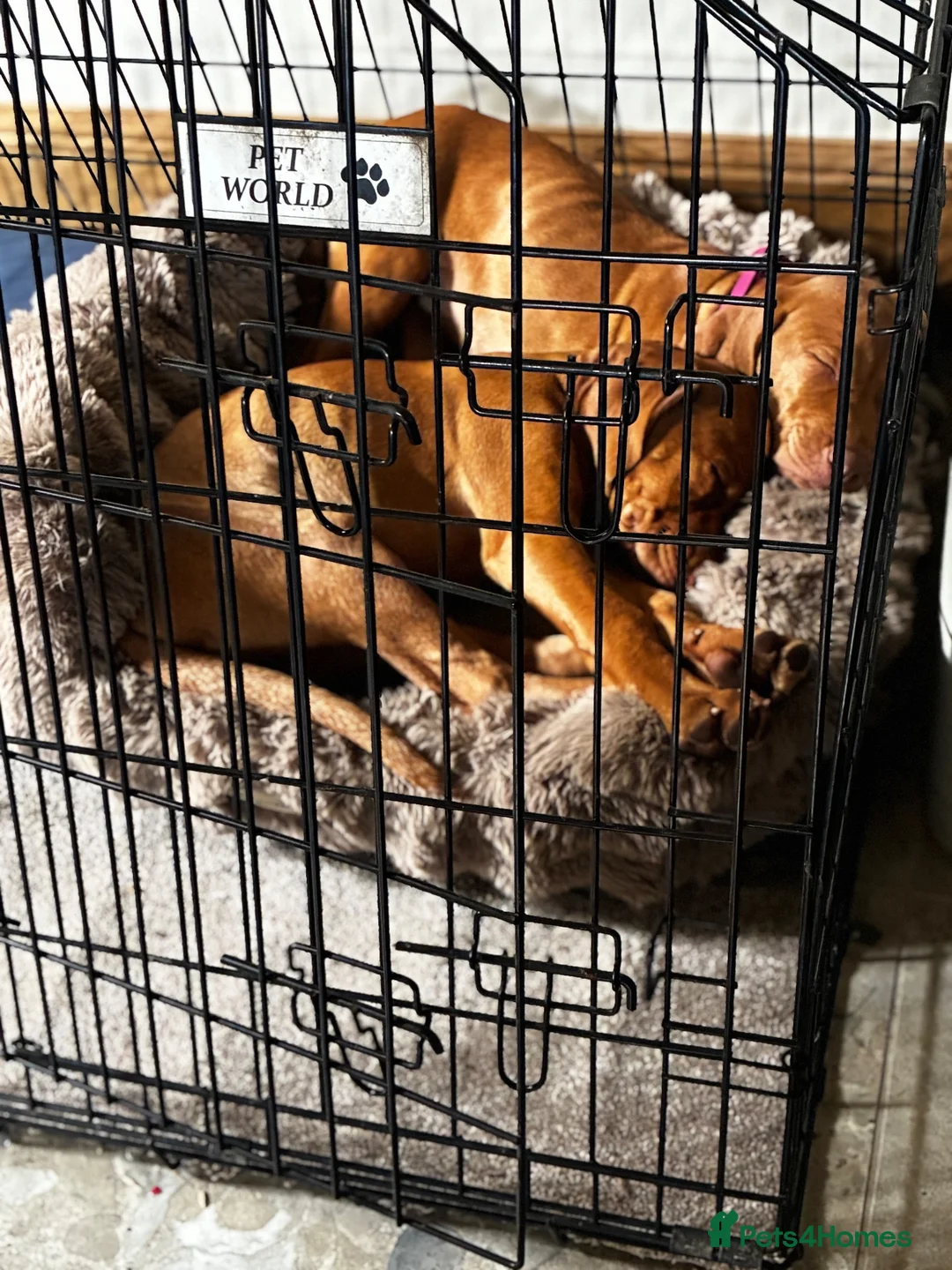 Hungarian Vizsla dogs for sale: Beautiful girl - Advert 2