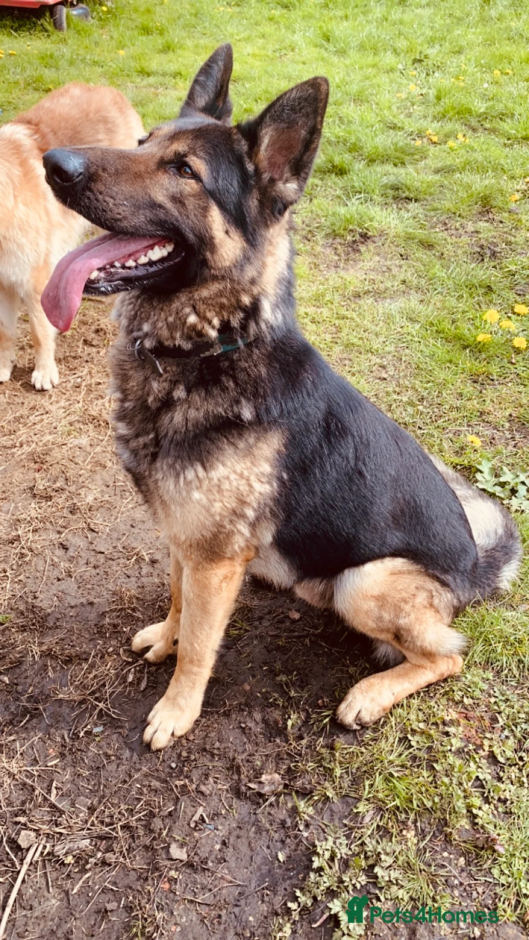 German Shepherd dogs for stud: Proven stud available  - Advert 3
