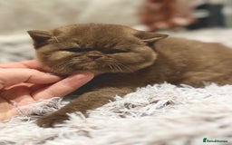 British Shorthair cats for sale: Exceptional BSH Girls, Champion Bloodlines - Advert 17