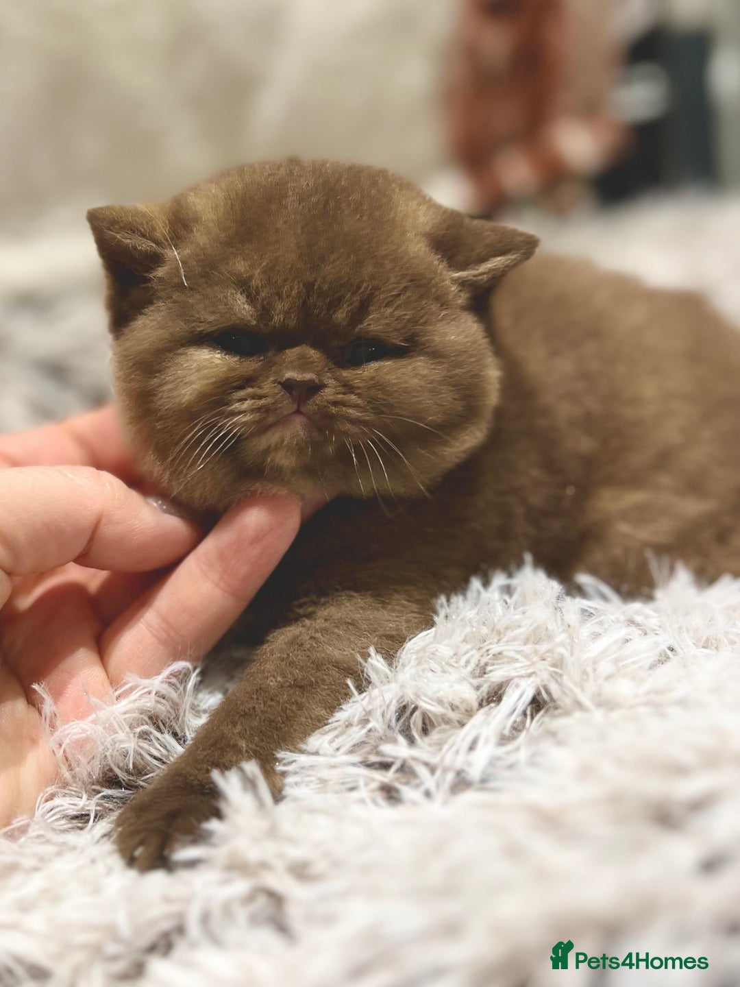 British Shorthair cats for sale: Exceptional BSH Girls, Champion Bloodlines - Advert 17