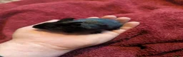 Degus rodents for sale: Young black degu's  - Advert 5