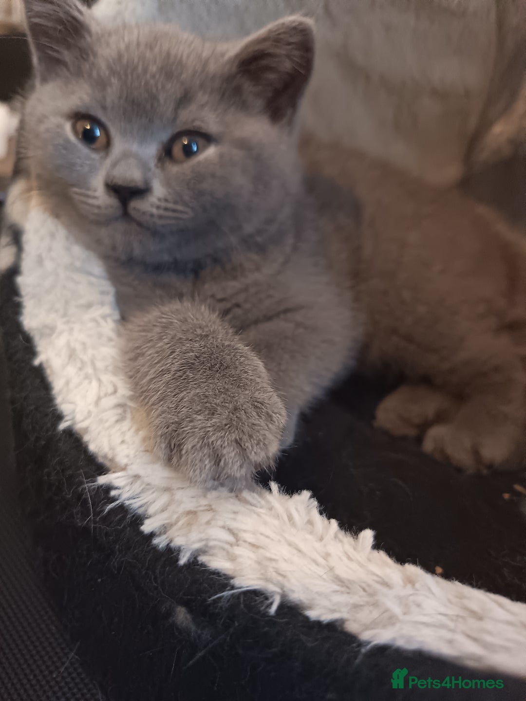 British Shorthair cats for sale: 🐾 British Shorthair Blue – 2 Girls – Ready Now 🐾 - Advert 3