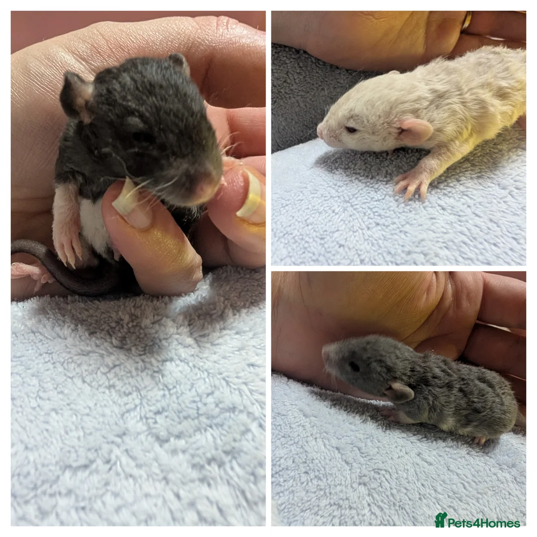 Rat rodents for sale: Beautiful rex babys - Advert 15