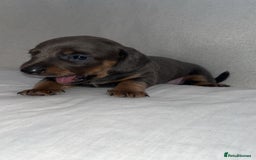 Dachshund dogs for sale: Gorgeous miniature dachshunds  - Image 3