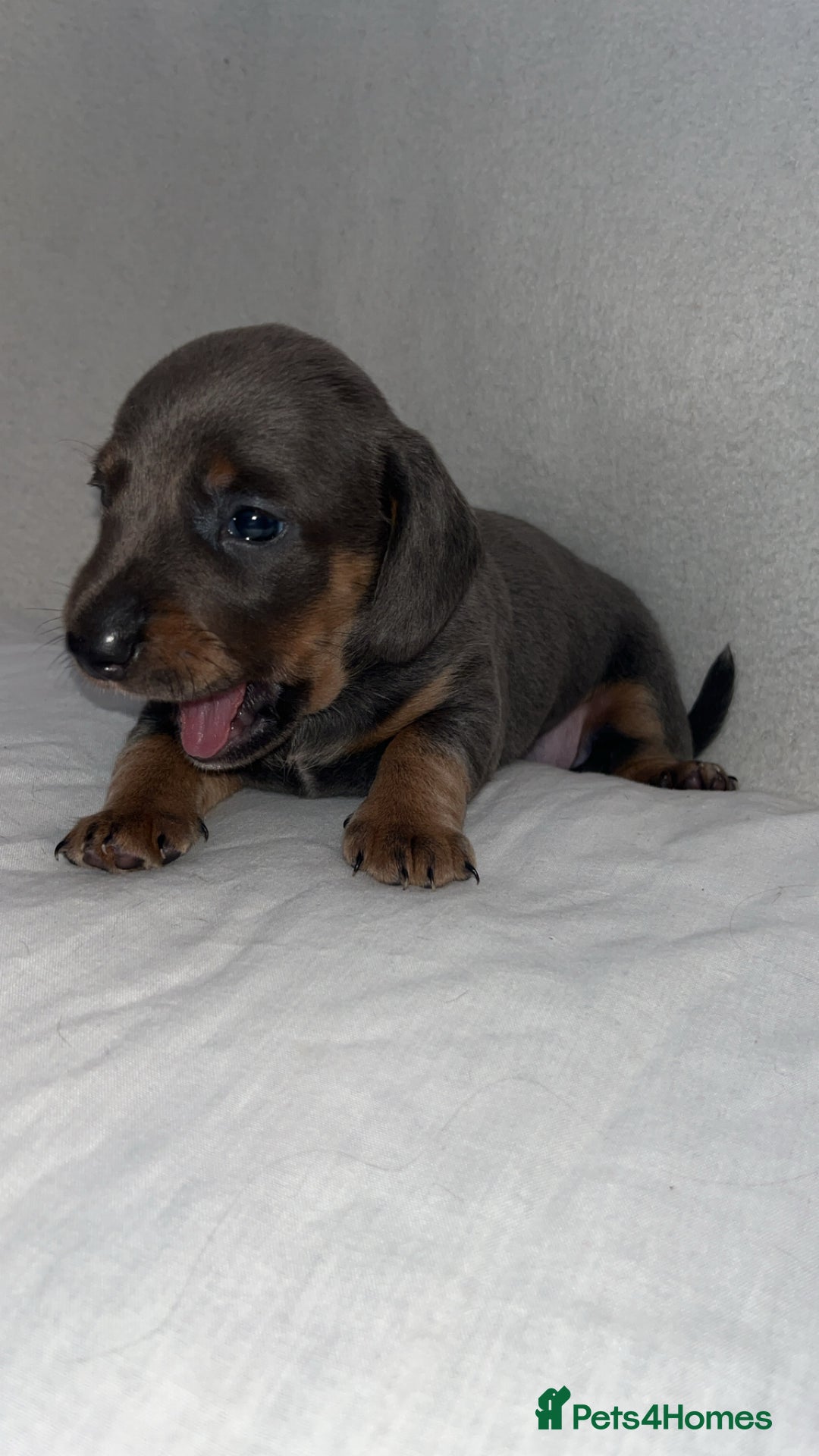 Dachshund dogs for sale: Gorgeous miniature dachshunds  - Image 3