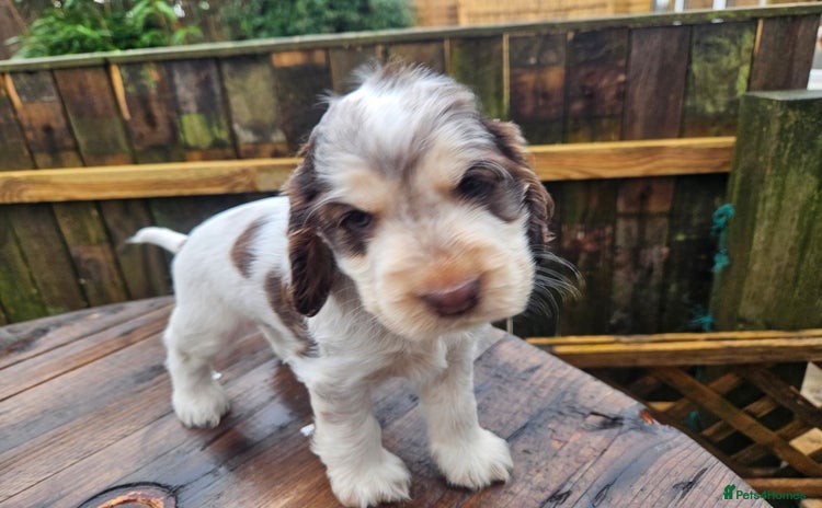 Cocker Spaniel dogs - Advert 6