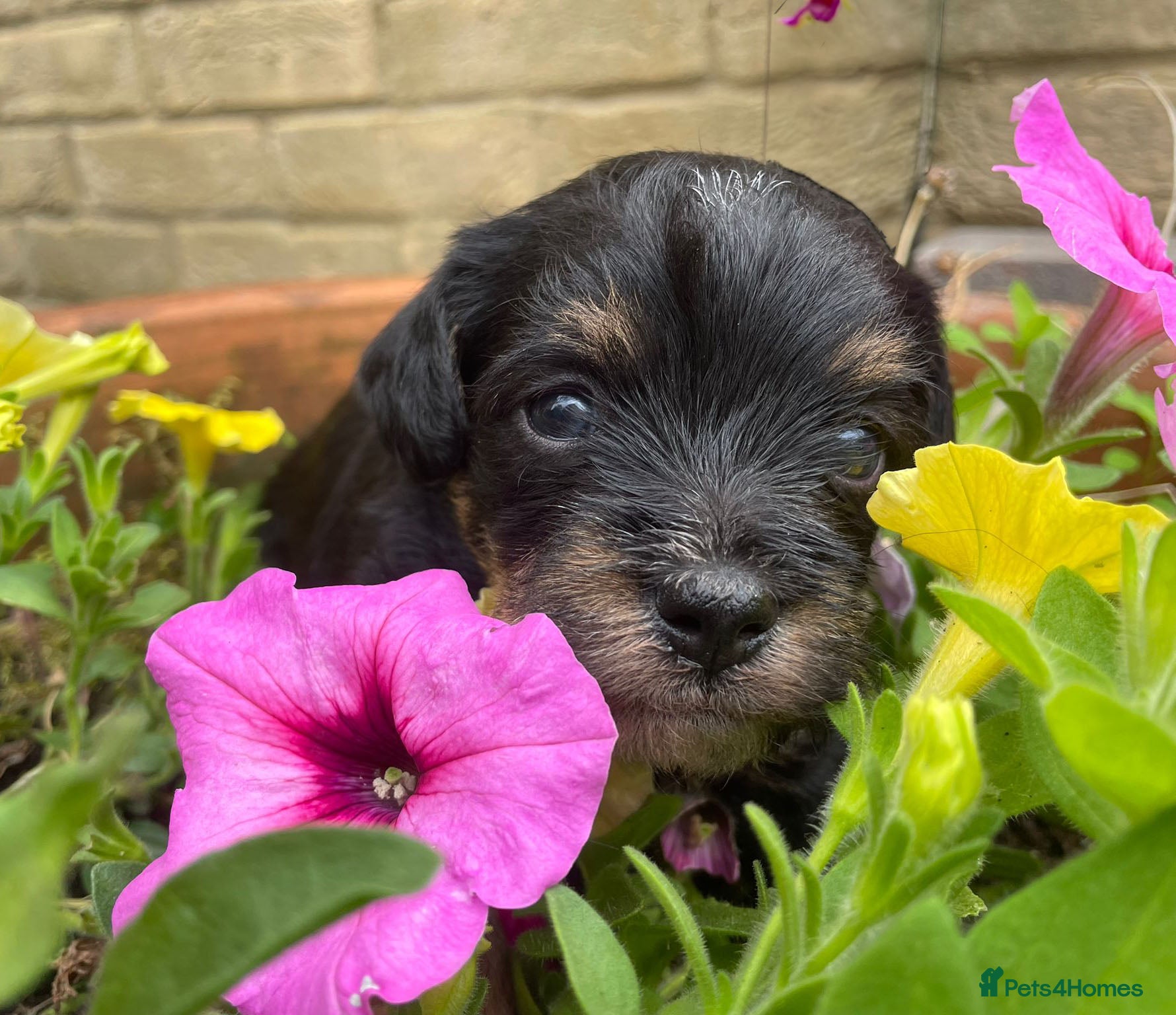 Maltipoo dogs 6 Beautiful Toy Maltipoo Puppies - all female - Advert 3