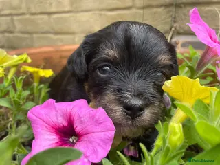 Maltipoo dogs 6 Beautiful Toy Maltipoo Puppies - all female - Advert 3