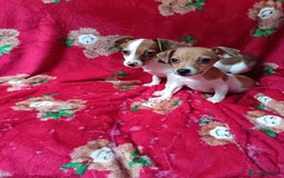 Jack Russell dogs for sale: Jack Russell puppies  - Image 3