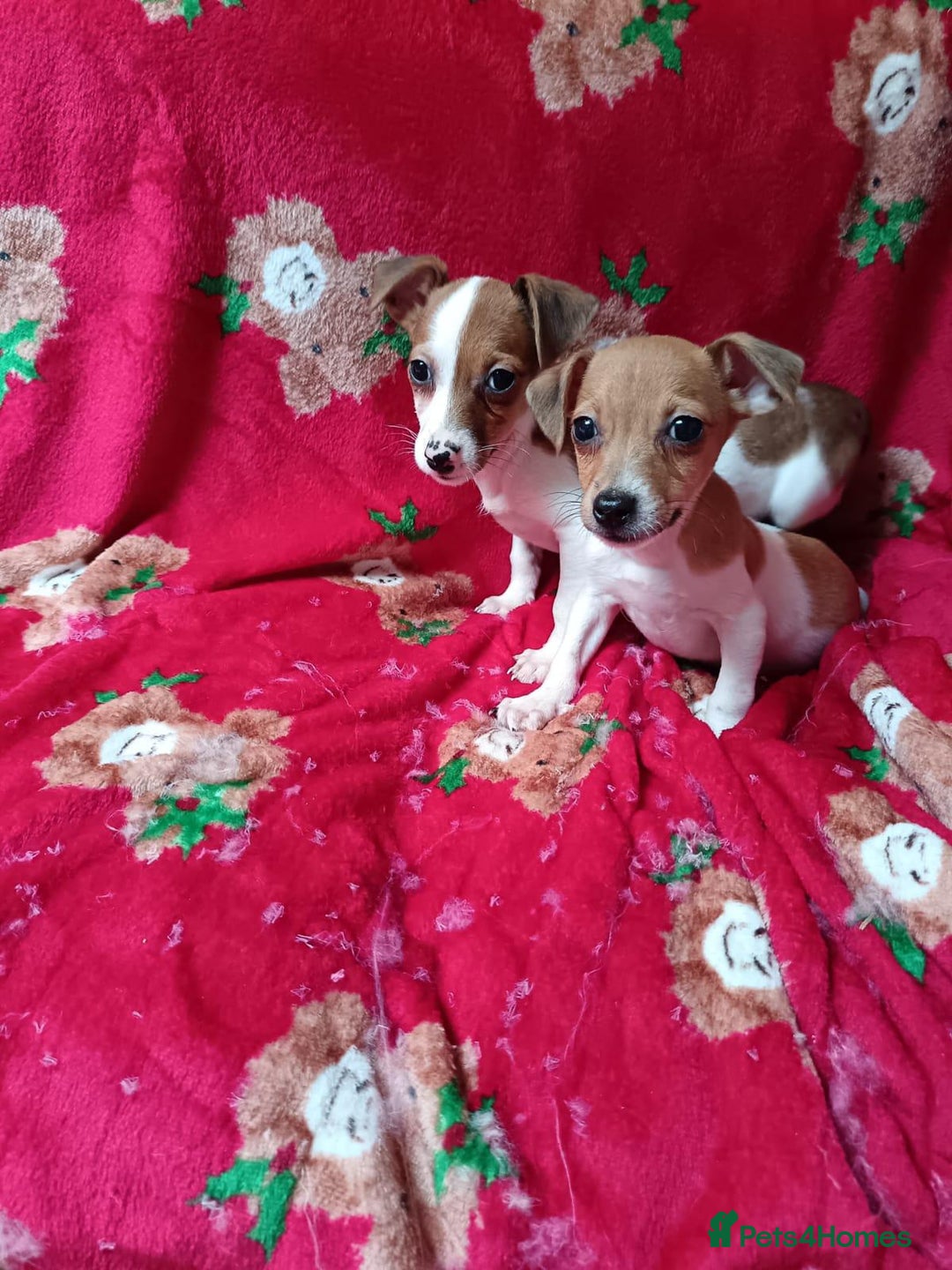 Jack Russell dogs for sale: Jack Russell puppies  - Image 3