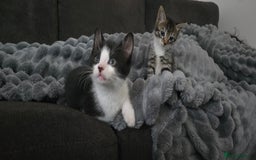 Mixed Breed cats for sale: Two playful loving kittens - Image 2