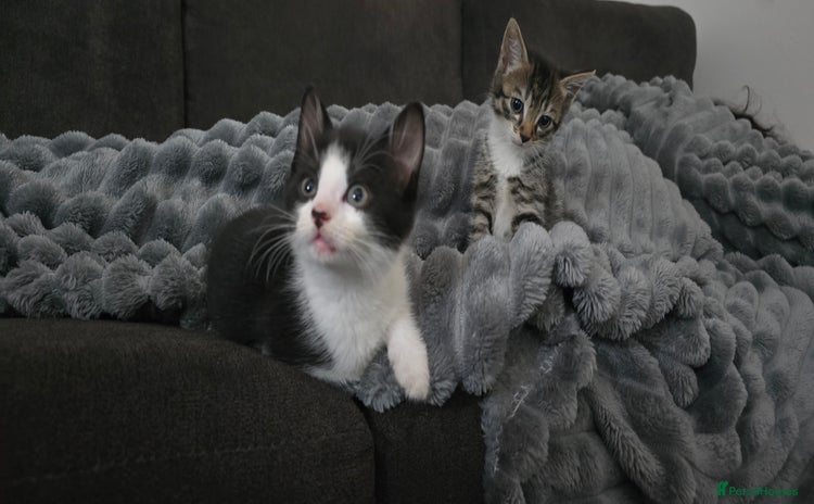 Mixed Breed cats - Advert 7