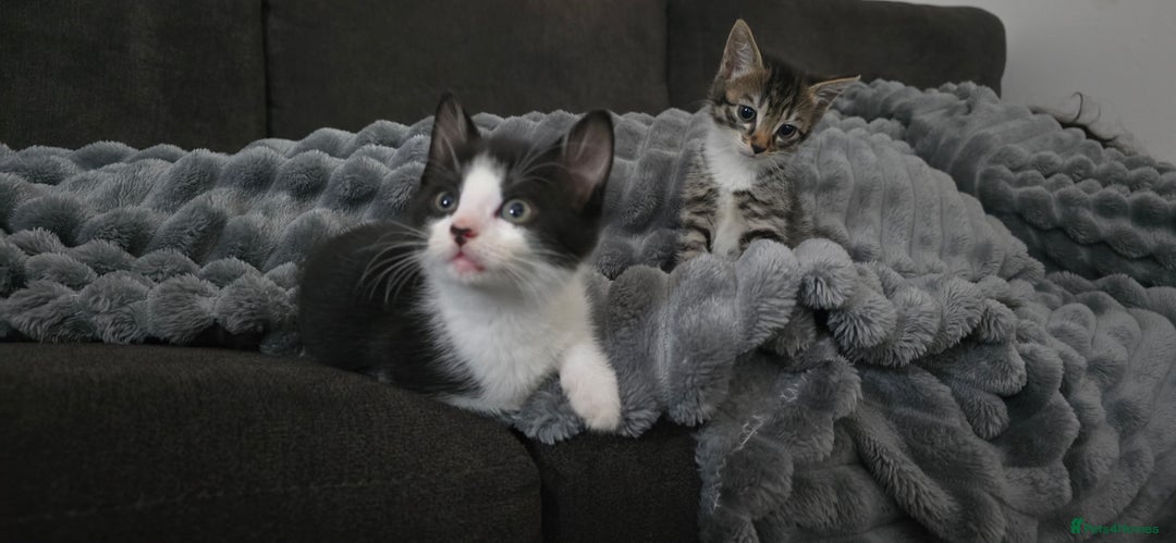 Mixed Breed cats for sale: Two playful loving kittens - Image 2