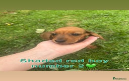 Miniature Dachshund dogs for sale: Male miniature dachshund pup needs a loving home🩵 - Image 4