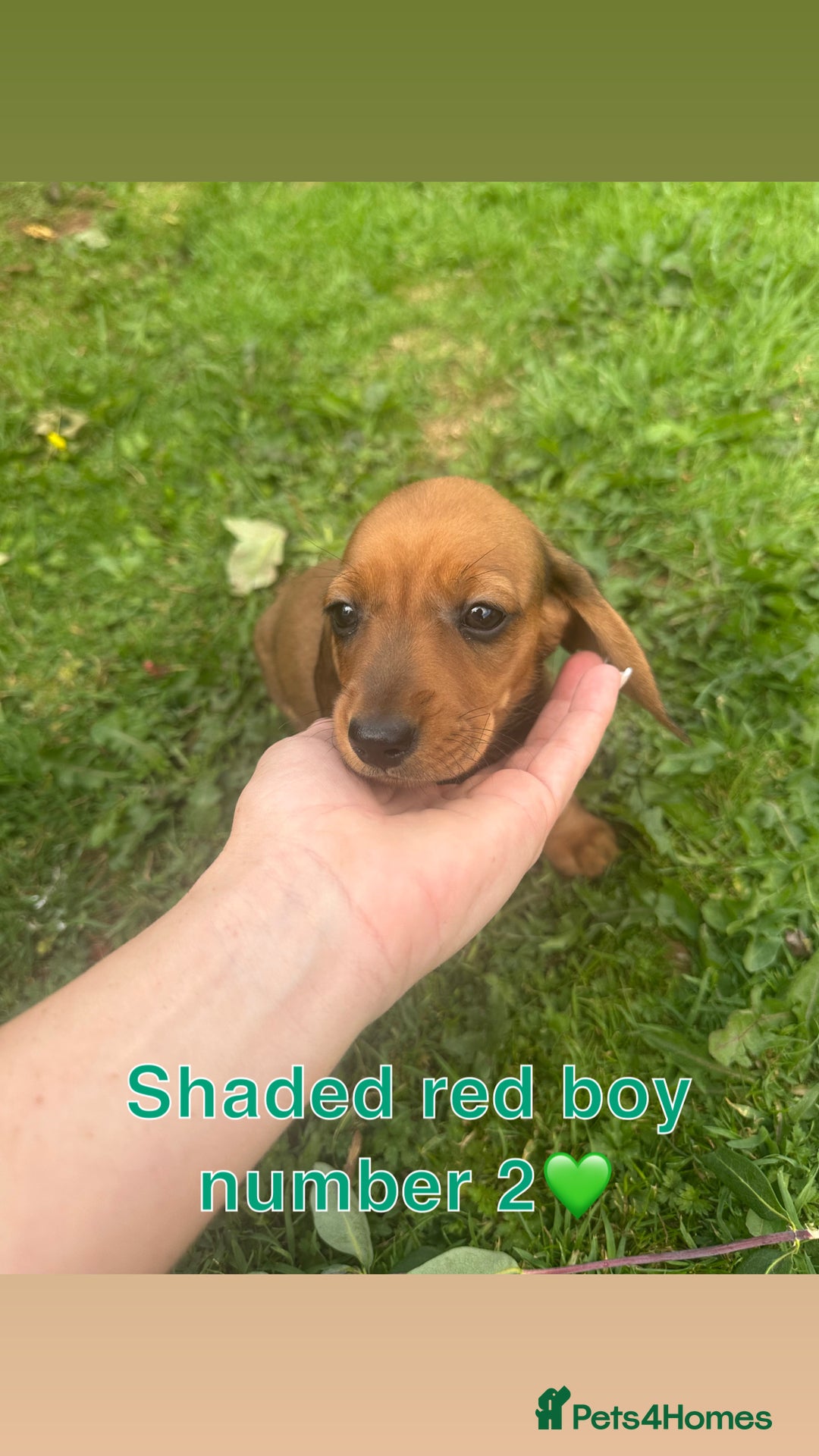 Miniature Dachshund dogs for sale: Male miniature dachshund pup needs a loving home🩵 - Image 4