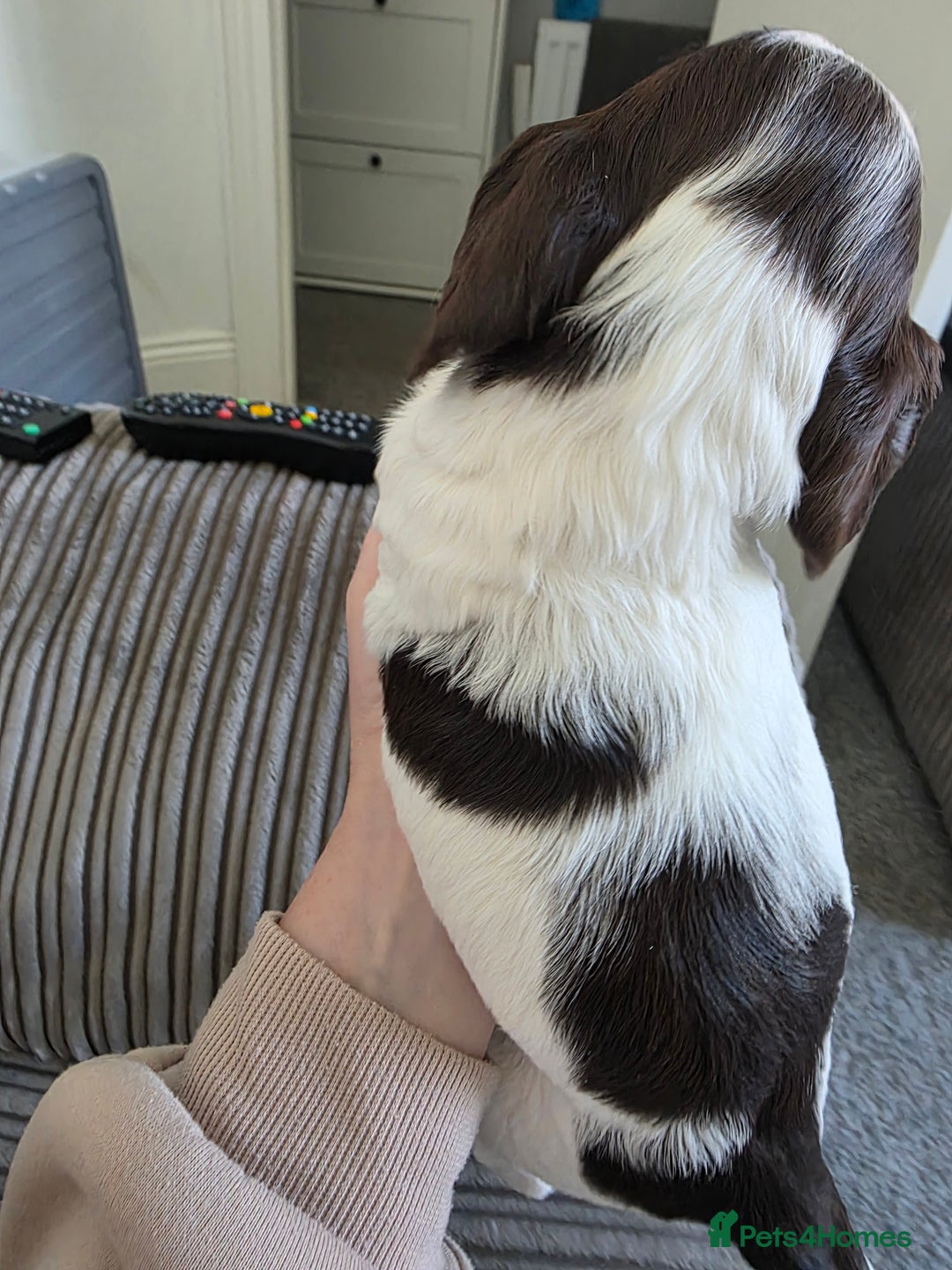 Sprocker dogs for sale: Beautiful sprocker puppies - Image 8
