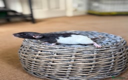 Rat rodents for sale: Ready to leave. Dumbo. Rex. Siamese.  - Image 10