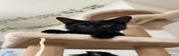 Mixed Breed cats for sale: Beautiful Black Mixed Breed Kittens - Advert 5
