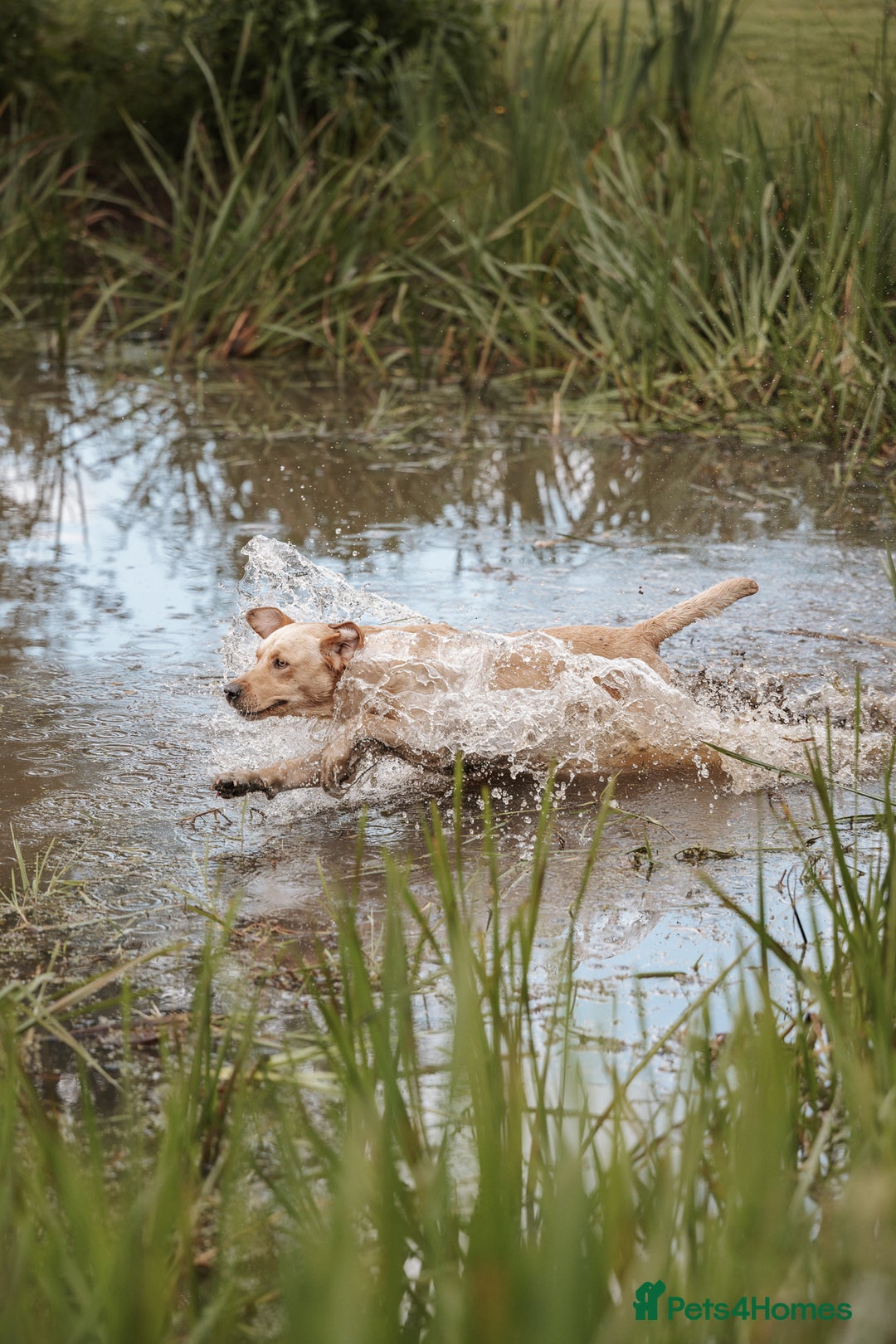 Labrador Retriever dogs for stud: KC reg Labrador for Stud - Image 4
