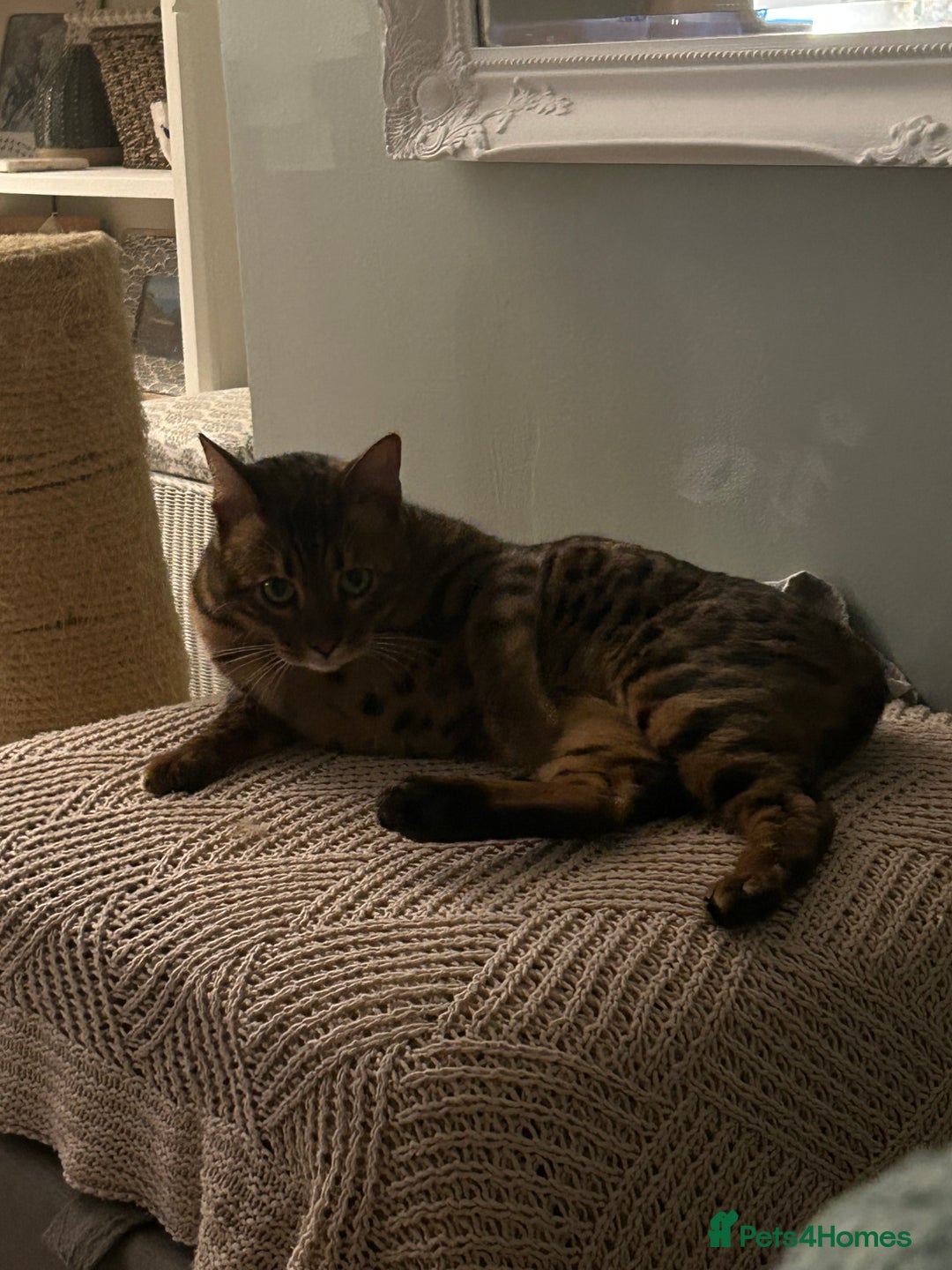 Bengal cats for sale: 5 year old male bengal cat.  - Advert 4