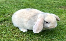 Mini Lop rabbits for sale: Mini Lops Ready now!!!!  in Coalville - Image 27