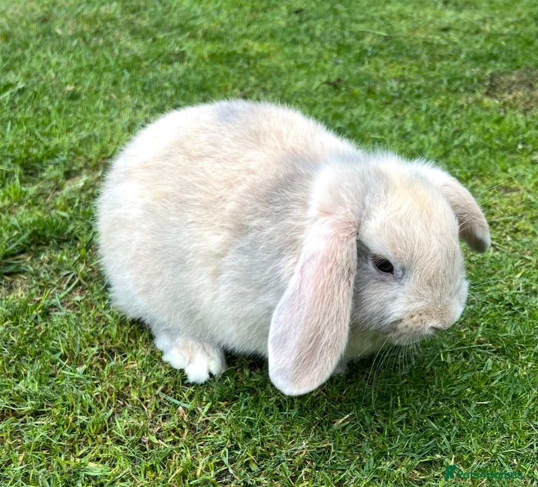 Mini Lop rabbits for sale: Mini Lops Ready now!!!!  in Coalville - Image 27
