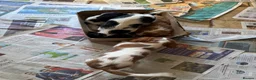 Cavalier King Charles Spaniel dogs for sale: Pedigree Cavalier King Charles Spaniel Puppies - Advert 6