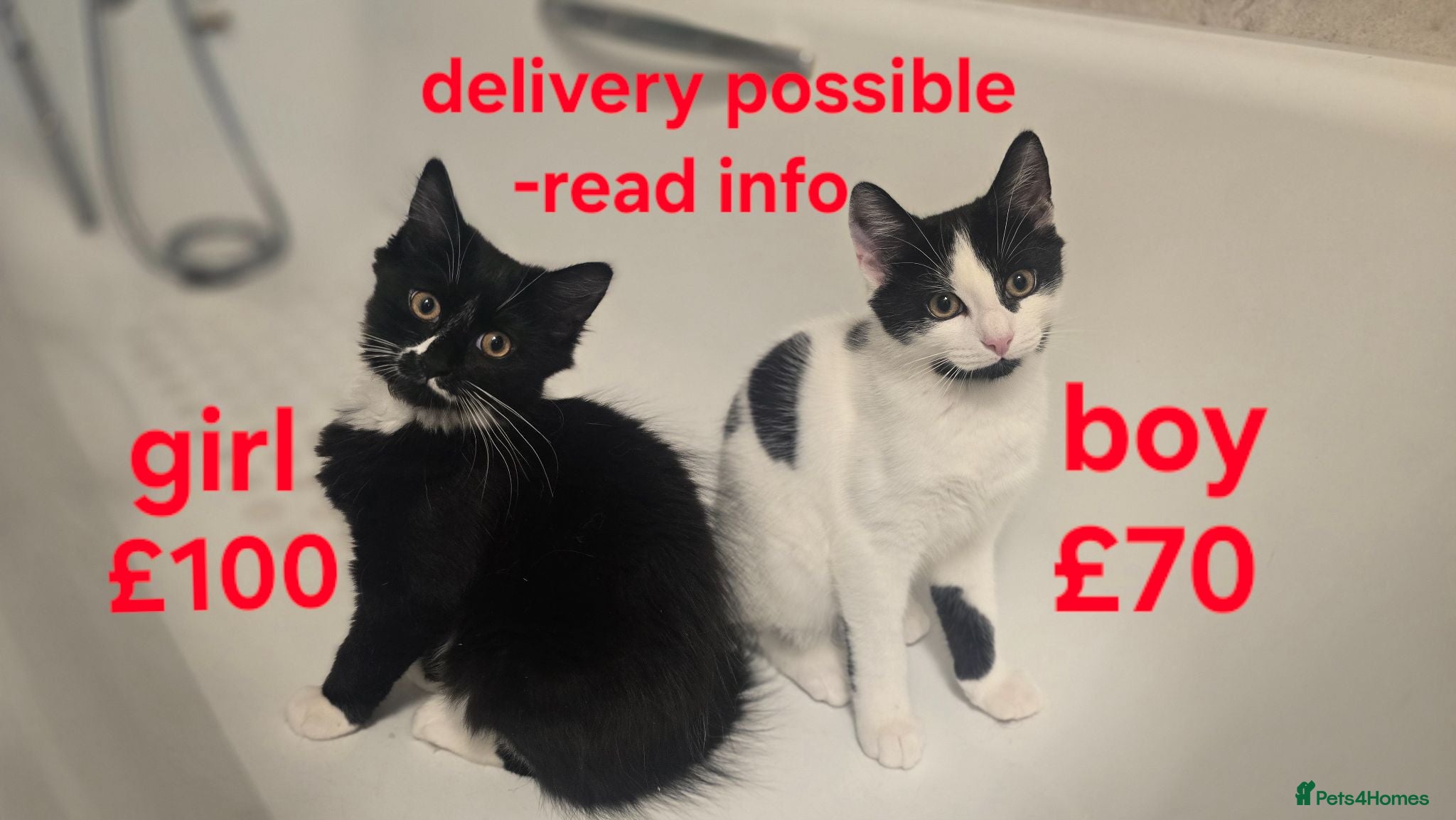Turkish Angora cats Black pearl girl and charming boy waiting for you. - Advert 2