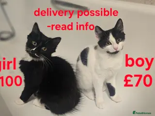 Turkish Angora cats Black pearl girl and charming boy waiting for you. - Advert 2