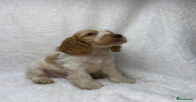 Cocker Spaniel dogs - Advert 6