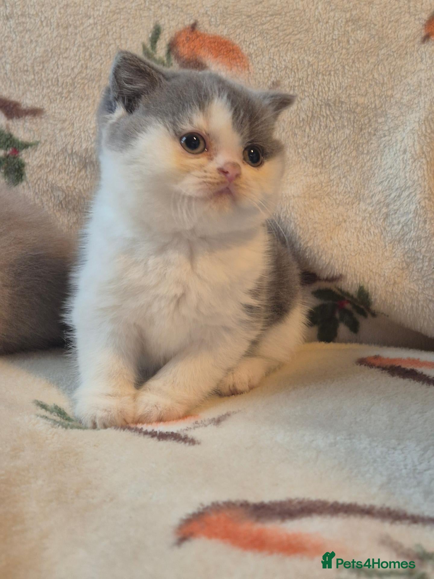 British Shorthair cats for sale: Tica Registered British Shorthair Kittens - Advert 2