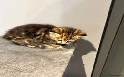 Mixed Breed cats for sale: Mixed kittens ginger calico tabby - Image 7
