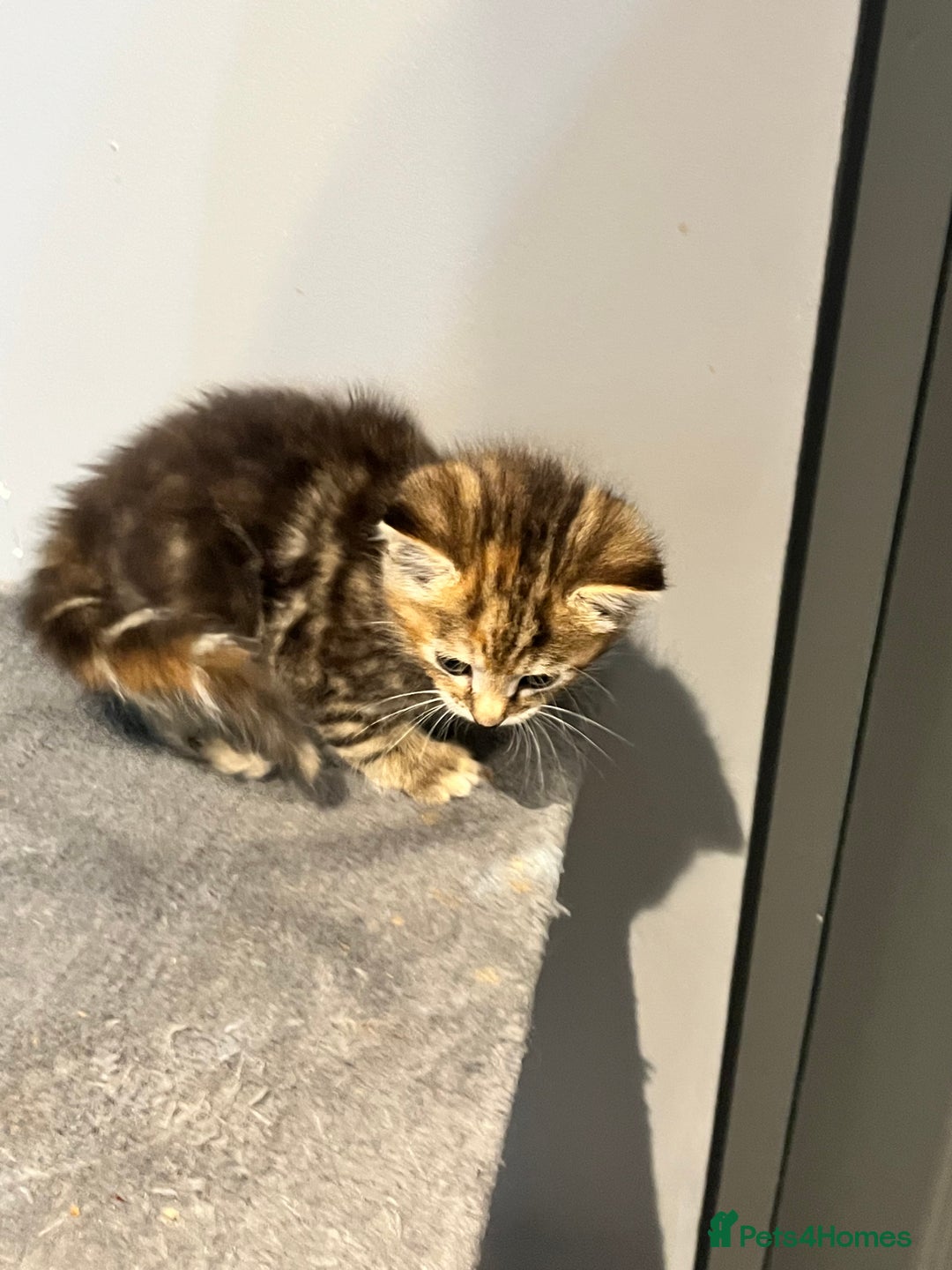 Mixed Breed cats for sale: Mixed kittens ginger calico tabby - Image 7