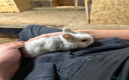 Netherland Dwarf rabbits for sale: Baby netherlands dwarfs ready in 4 weeks - Image 7