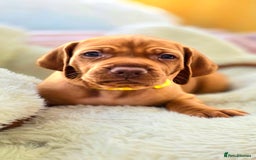 Hungarian Vizsla dogs for sale: Adorable vizsla puppies, exceptional pedigree - Image 5