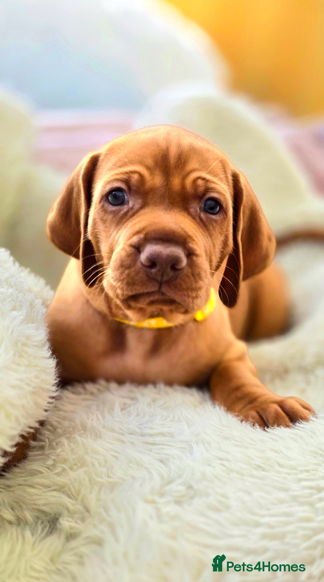Hungarian Vizsla dogs for sale: Adorable vizsla puppies, exceptional pedigree - Image 5