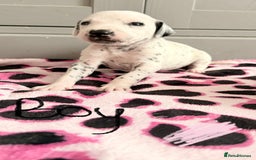Dalmatian dogs for sale: Stunning KC Reg Dalmatian puppies  in Bristol - Image 28