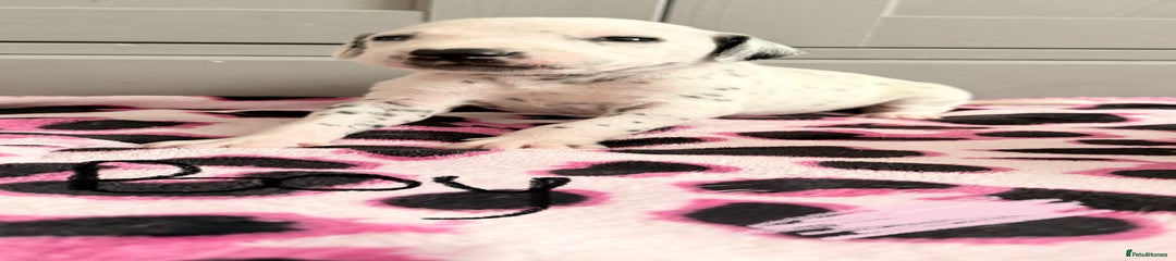 Mister Baby Pink