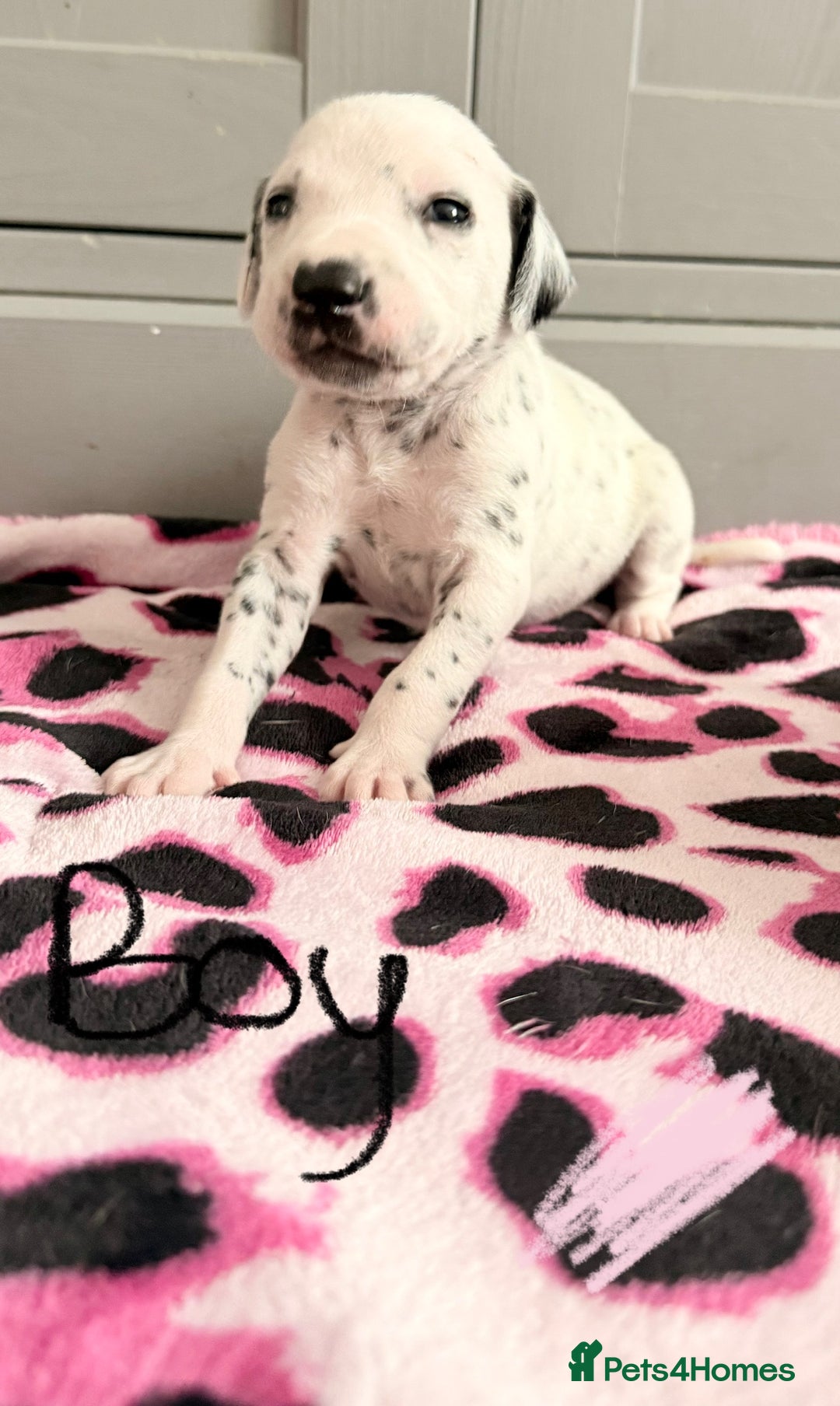 Dalmatian dogs for sale: Stunning KC Reg Dalmatian puppies  in Bristol - Image 28