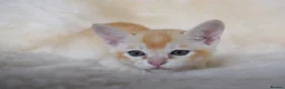 Asian cats for sale: Quality Pedigree Registered Asian Kittens in Saint Austell - Advert 5